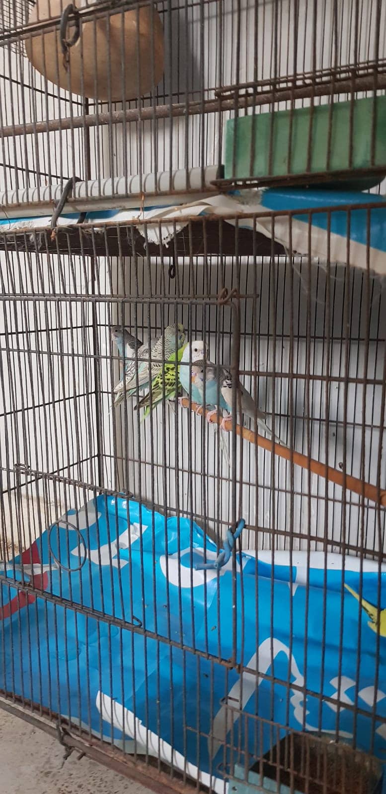 Budgies Parrot and one cage setup sold with 24 parrots and egg laying 1