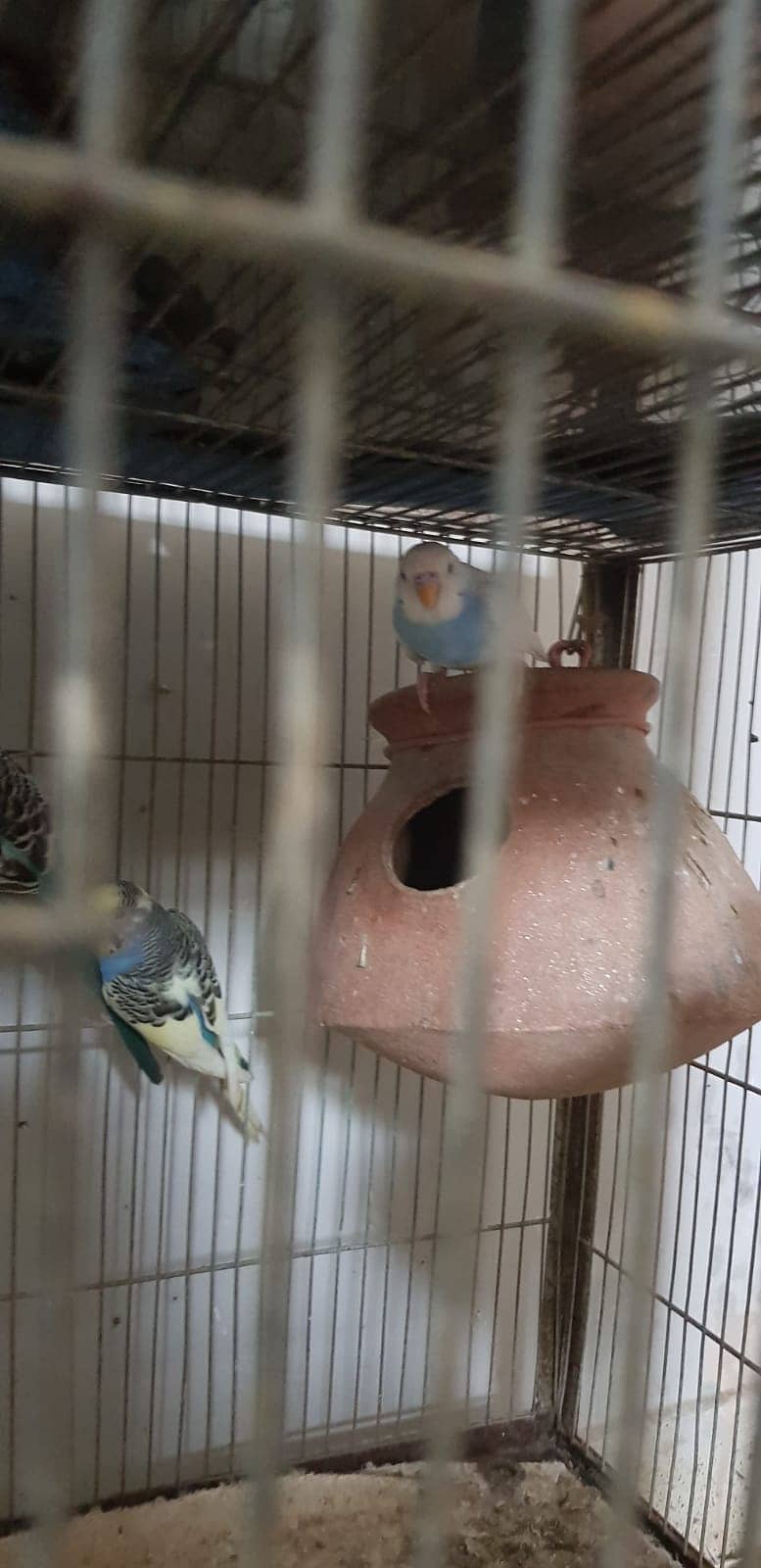 Budgies Parrot and one cage setup sold with 24 parrots and egg laying 3