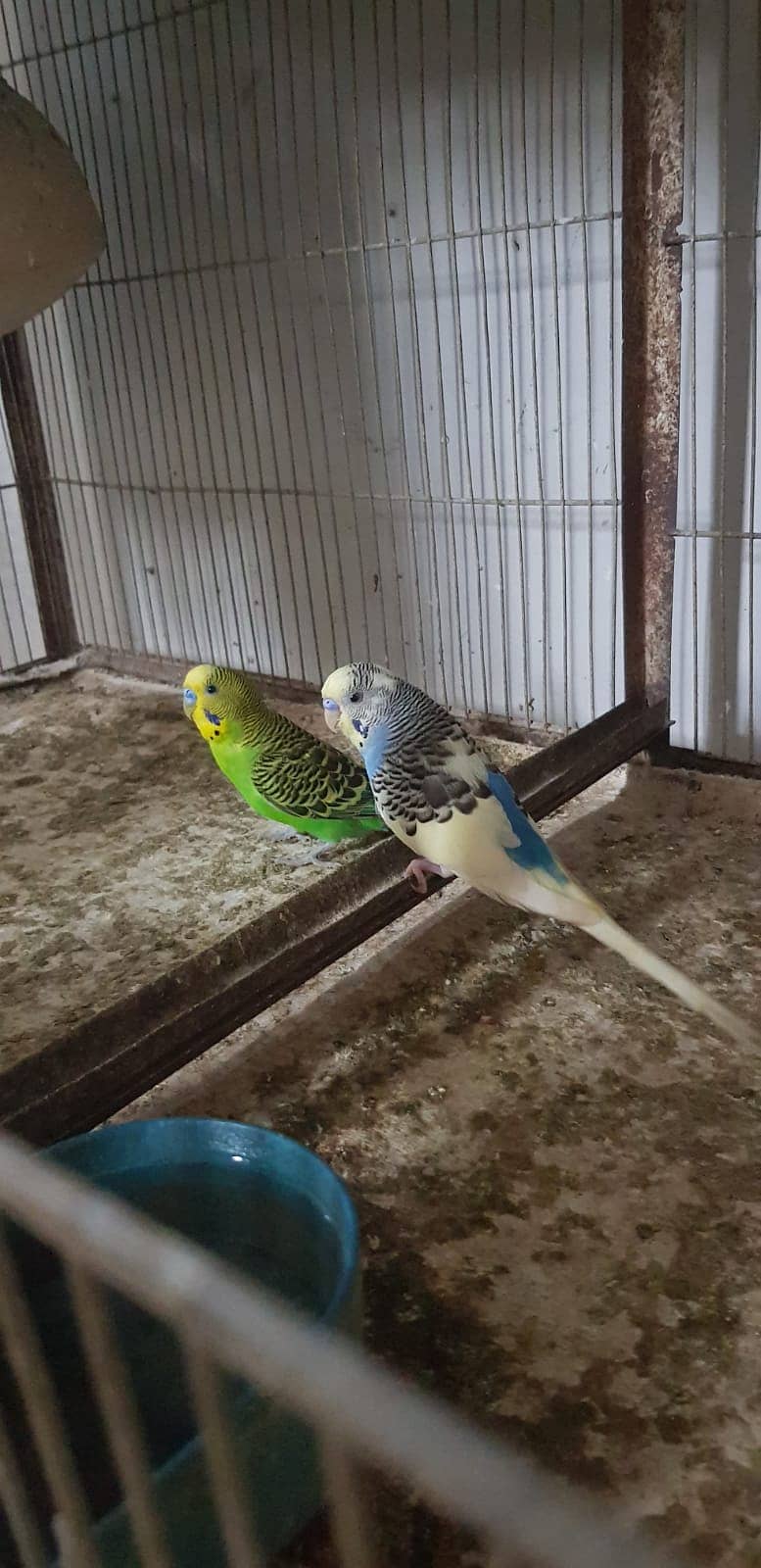 Budgies Parrot and one cage setup sold with 24 parrots and egg laying 5