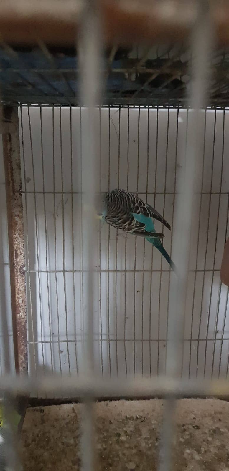 Budgies Parrot and one cage setup sold with 24 parrots and egg laying 6