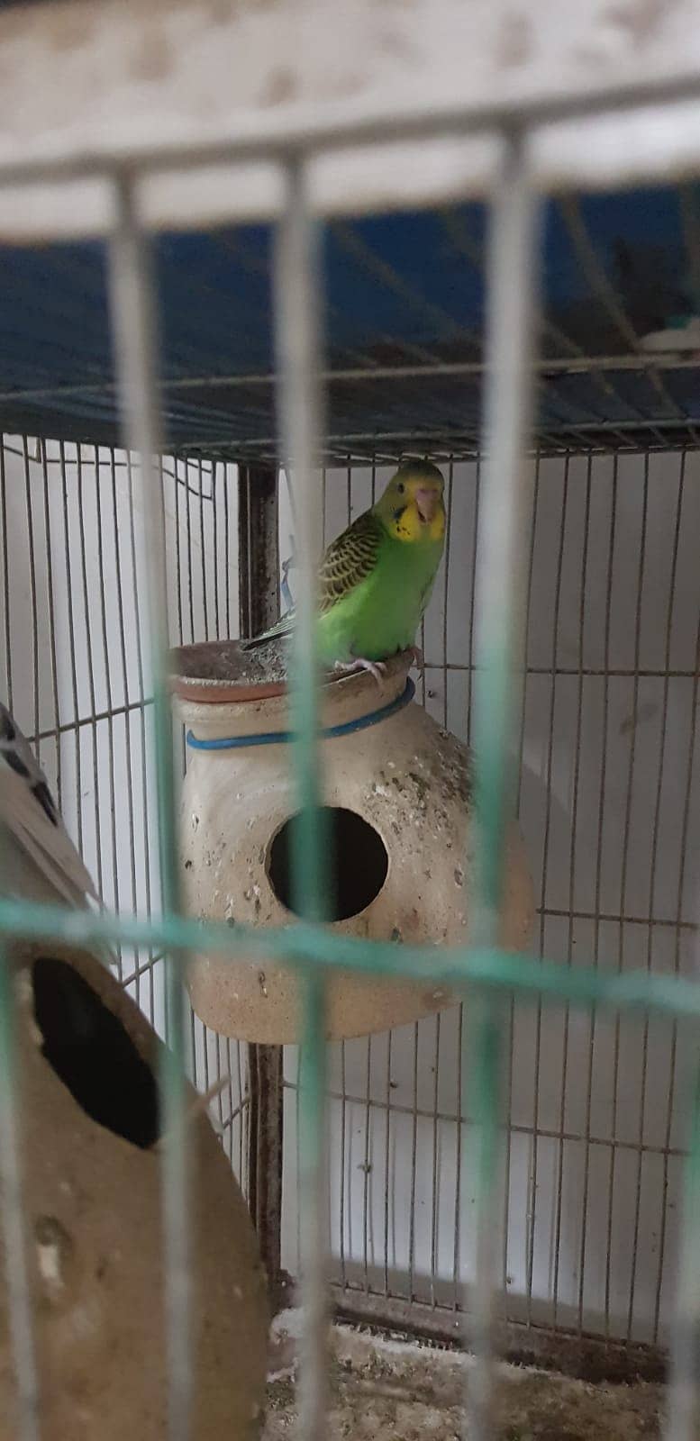 Budgies Parrot and one cage setup sold with 24 parrots and egg laying 7