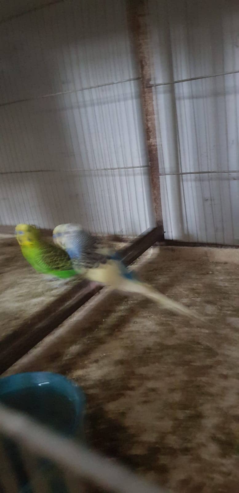 Budgies Parrot and one cage setup sold with 24 parrots and egg laying 8