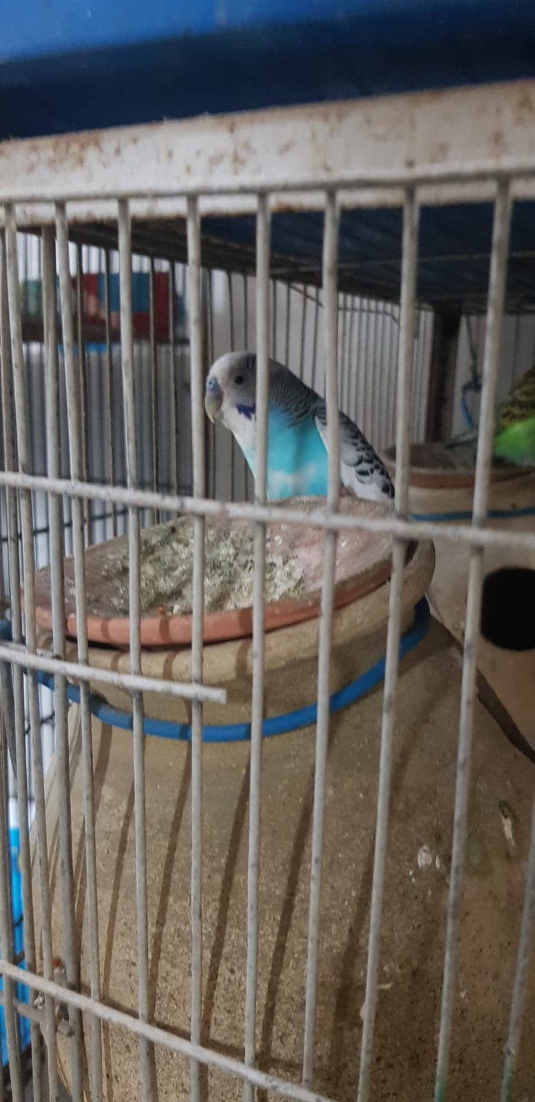 Budgies Parrot and one cage setup sold with 24 parrots and egg laying 9