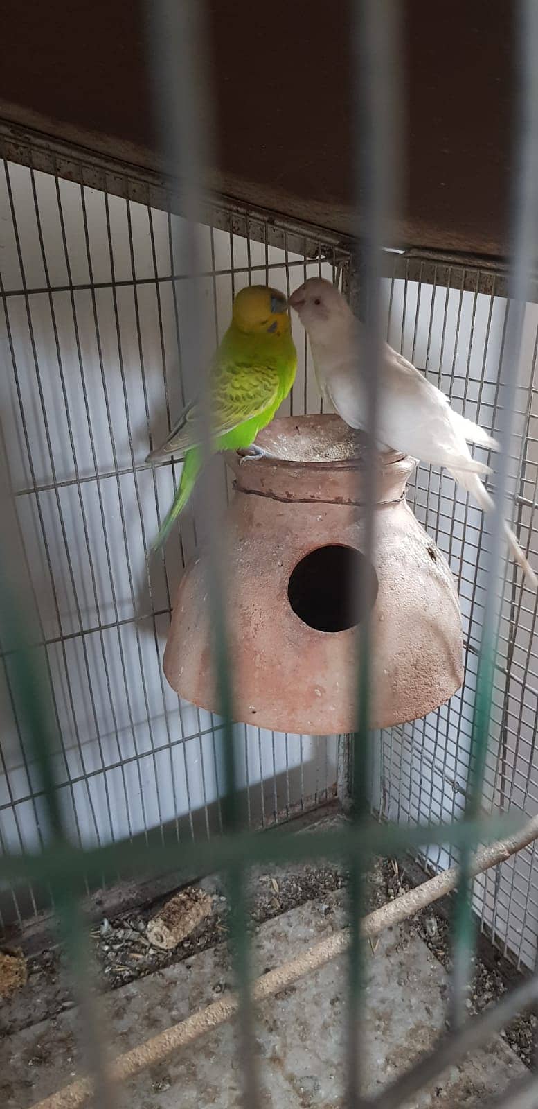 Budgies Parrot and one cage setup sold with 24 parrots and egg laying 10