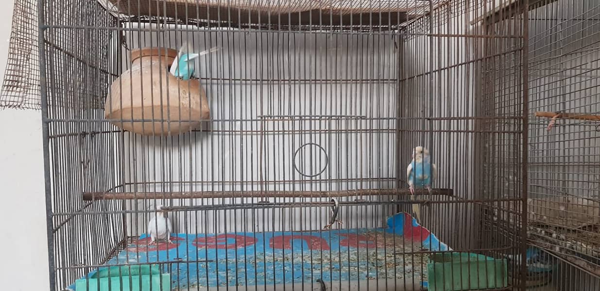 Budgies Parrot and one cage setup sold with 24 parrots and egg laying 13