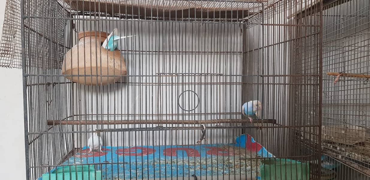 Budgies Parrot and one cage setup sold with 24 parrots and egg laying 14