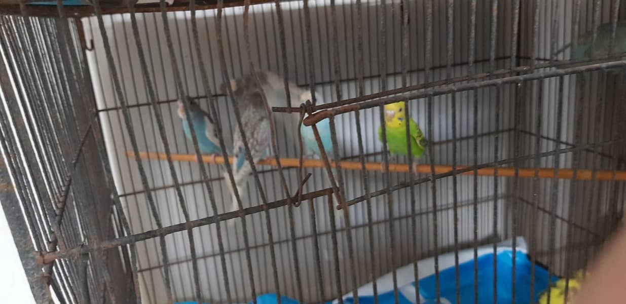 Budgies Parrot and one cage setup sold with 24 parrots and egg laying 15