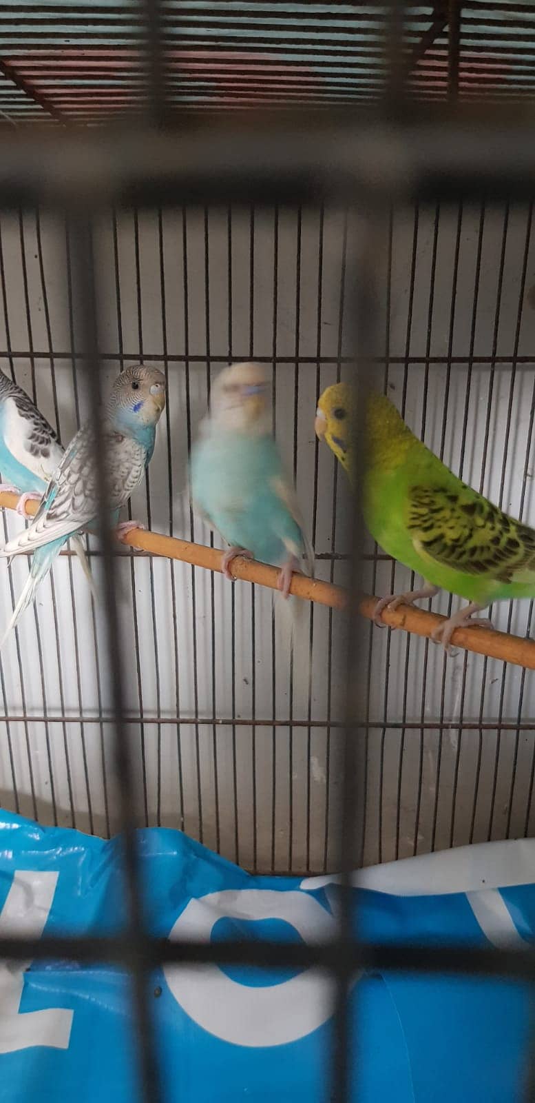 Budgies Parrot and one cage setup sold with 24 parrots and egg laying 16