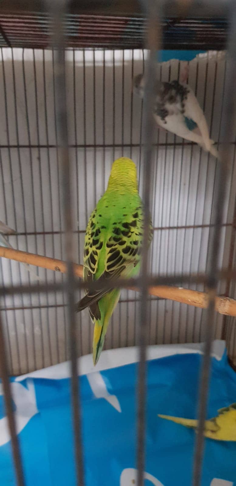 Budgies Parrot and one cage setup sold with 24 parrots and egg laying 17