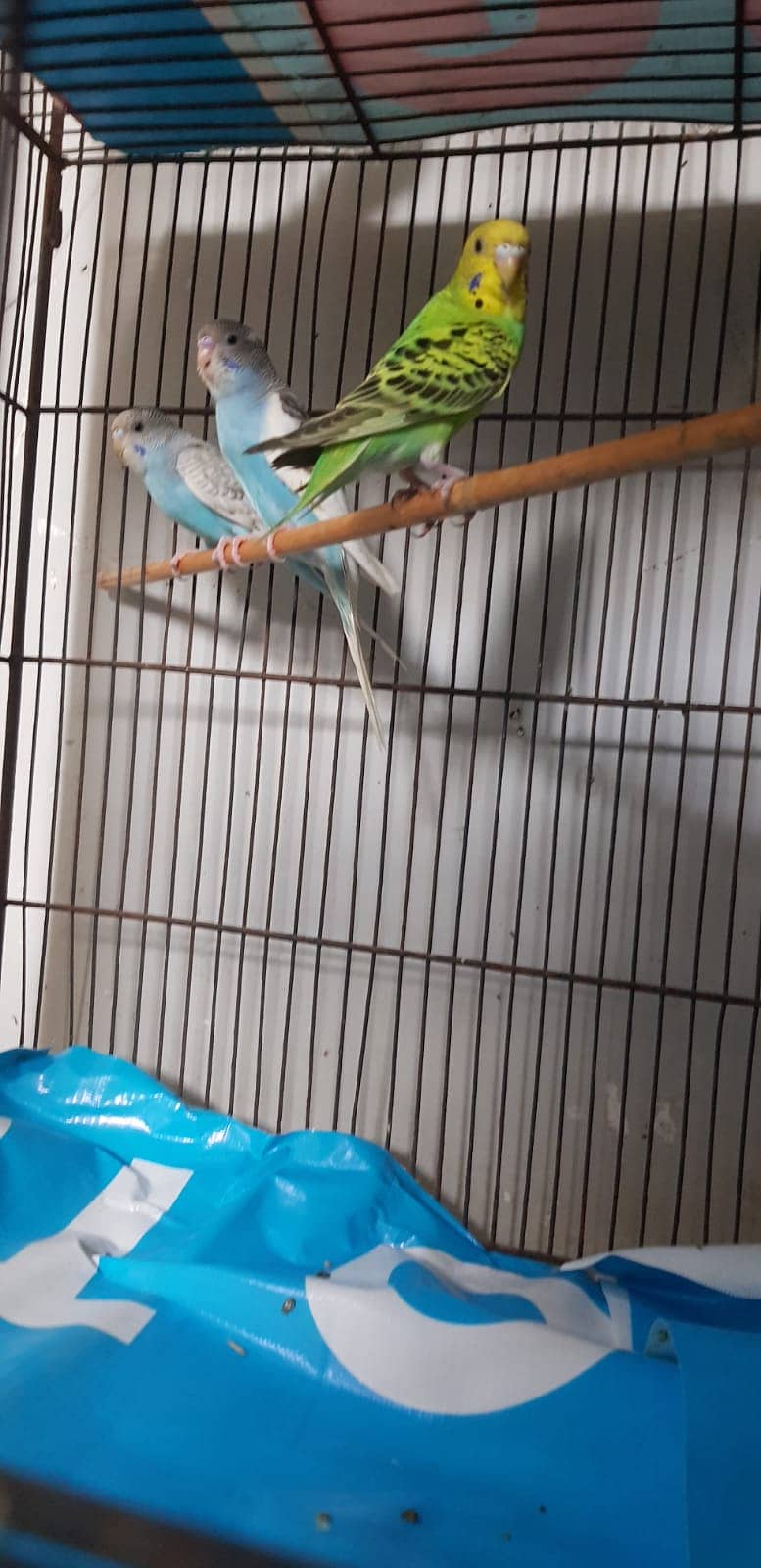 Budgies Parrot and one cage setup sold with 24 parrots and egg laying 18