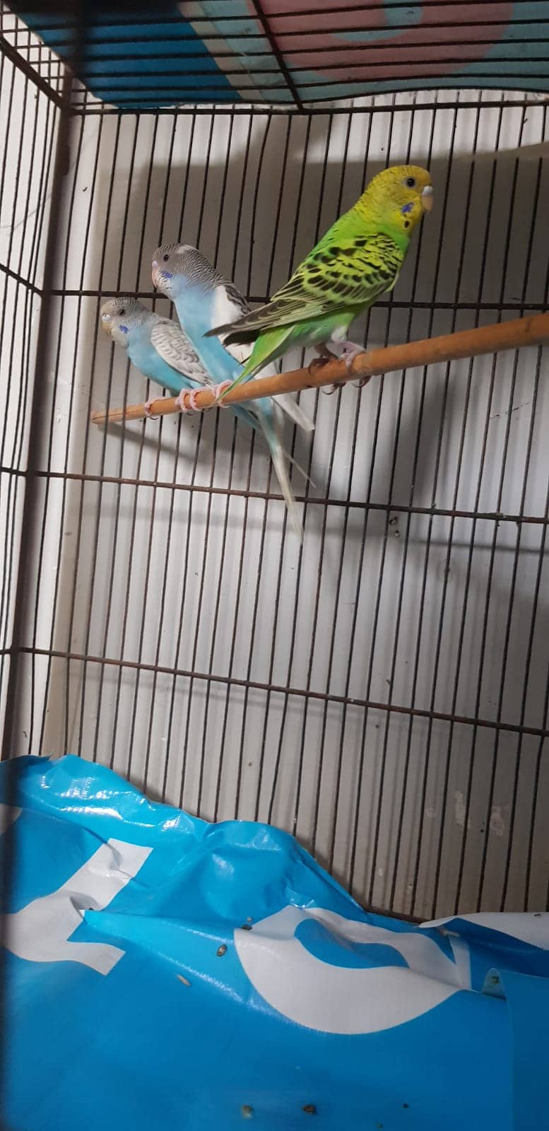 Budgies Parrot and one cage setup sold with 24 parrots and egg laying 19