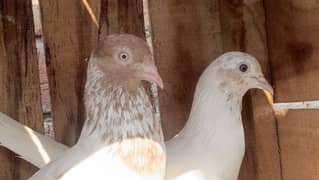 Pure Indian Galway pigeons