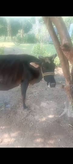 achai jersy cross. . . video available watsap me 0