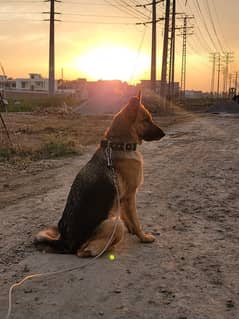 German shepard breeder female