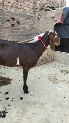 nagari bakri