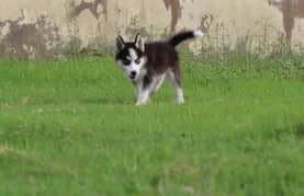 4 months old husky