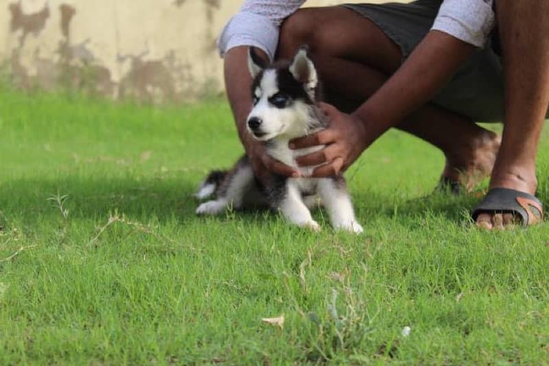 4 months old husky 1