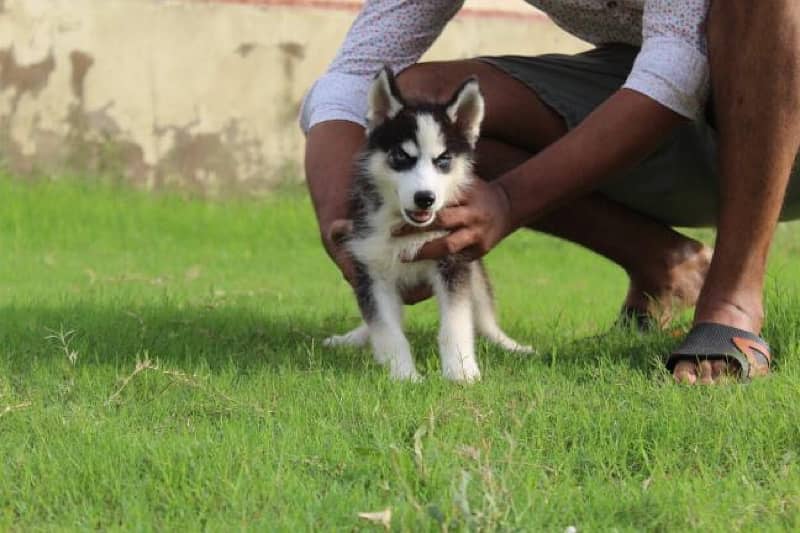 4 months old husky 2