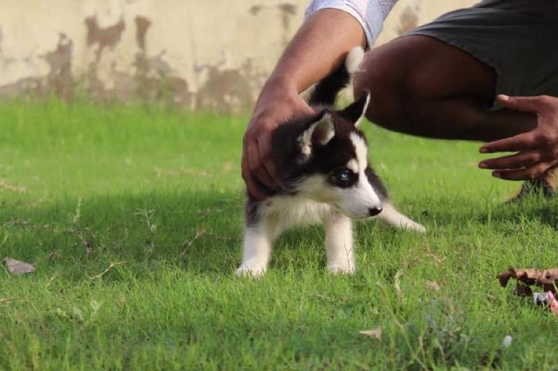 4 months old husky 3