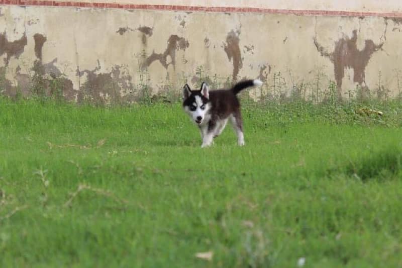 4 months old husky 4