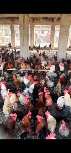 murga murgi available hens for sale