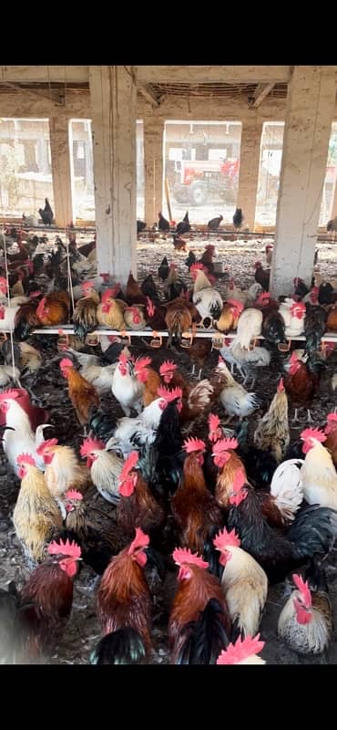 murga murgi available hens for sale 0