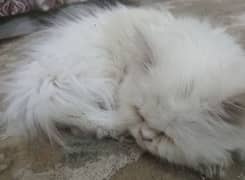 Persian triple coat kitten - 5 months old