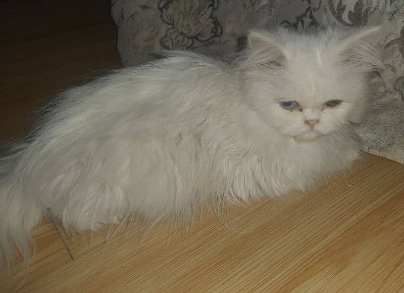 Persian triple coat kitten - 5 months old 1