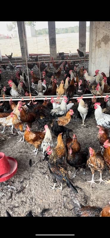 murga murgi available hens for sale 1