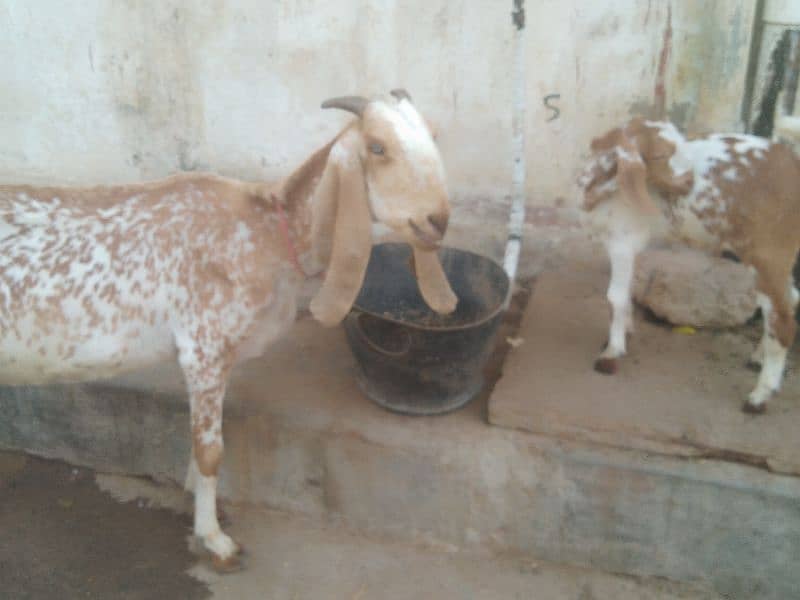 makhi cheeni with kid male urgent sale 1