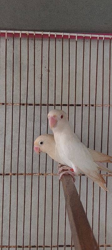 albino red eye and black eye 1