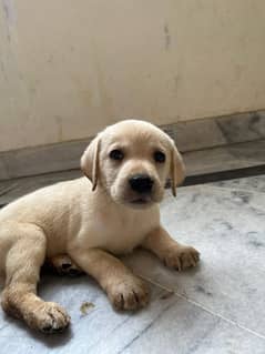 Labrador Female Puppy