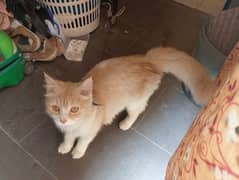 cat for sel 03277755772