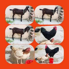 Female goat & hens