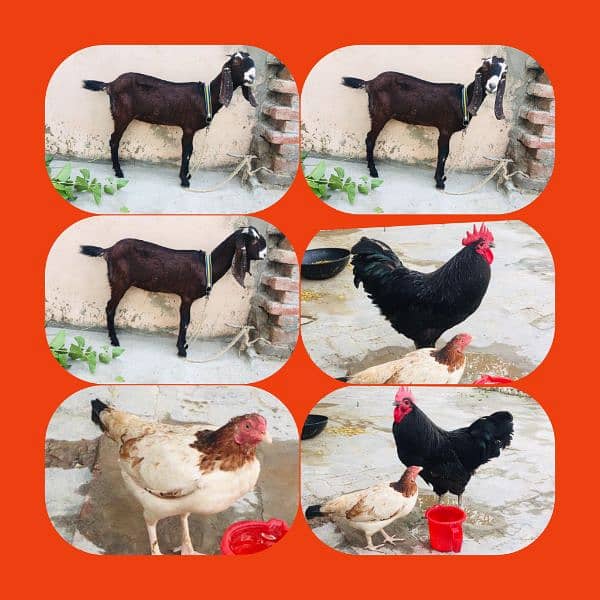 Female goat & hens 0