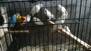 Albino split ino pair and extra females 0309-9991882