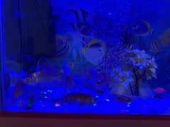 fish with aquarium for sale