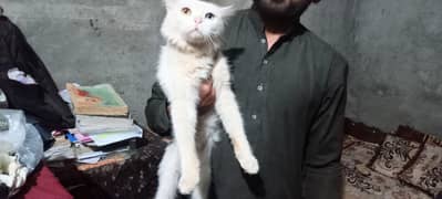 Turkish Arora cat double eyes