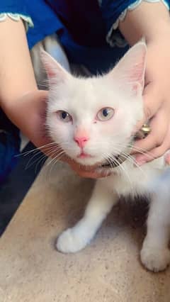 white beautiful Cat