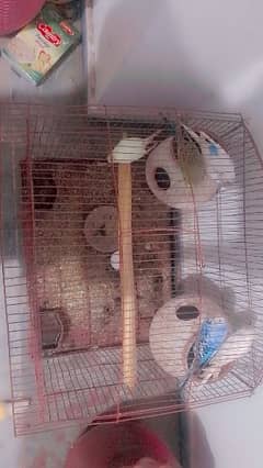 parrot with cage pair and one female alone