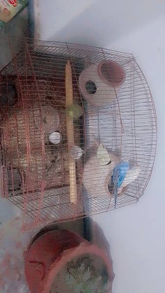 parrot with cage pair and one female alone 1