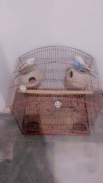 parrot with cage pair and one female alone 2