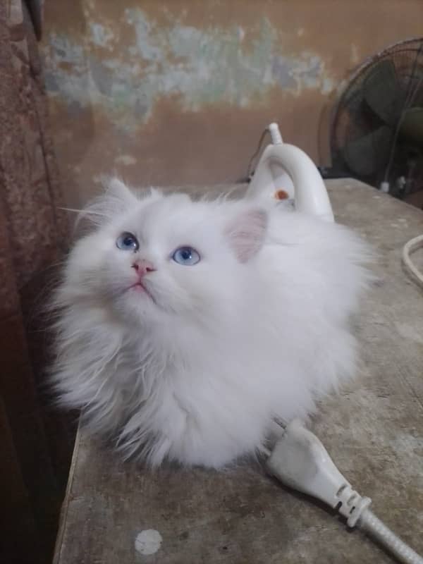 Persian semi Punchface triple, long cot breee white blue eye 2