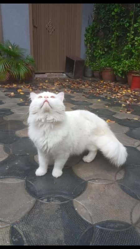 Persian semi Punchface triple, long cot breee white blue eye 3