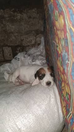 Laapaa Gultair Male Puppy Full Active & Healthy 0