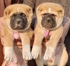 kangaal doges pair 2 months old  for sale