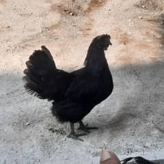 Ayam Cemani Hens