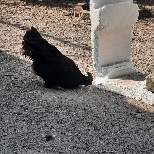 Ayam Cemani Hens 2