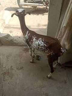 bakri for sale