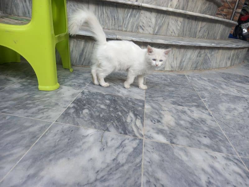 cats for sale 2